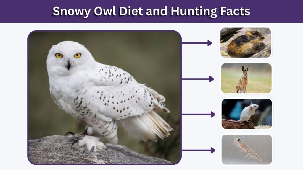 Snowy Owl Diet and Hunting Facts