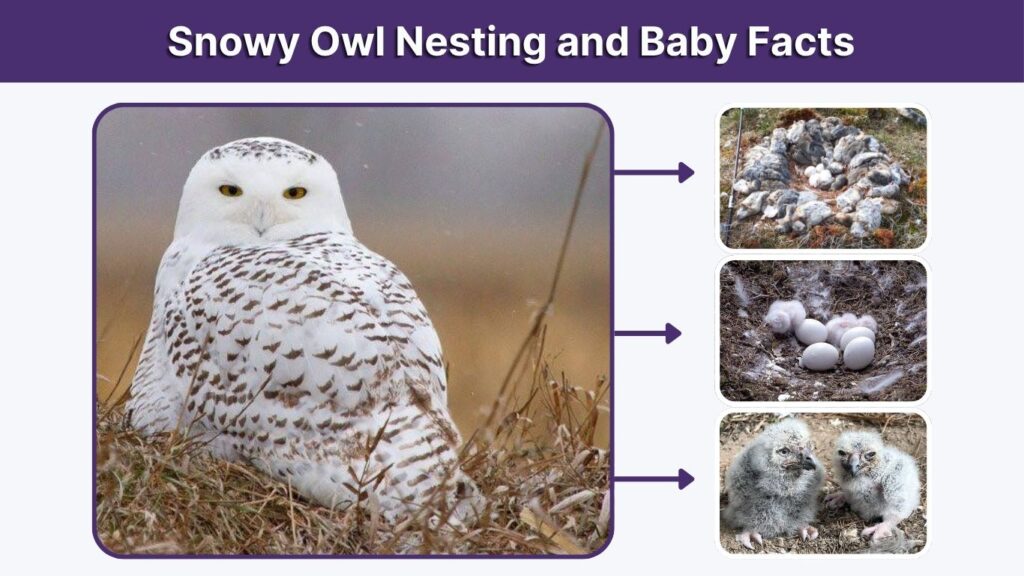 Snowy Owl Nesting and Baby Facts