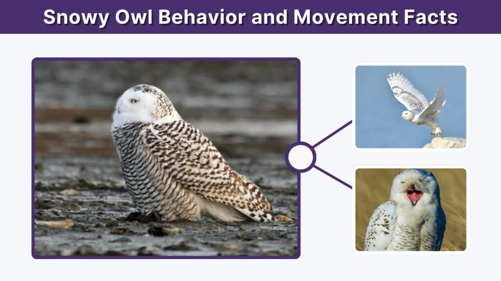 Snowy Owl Behavior and Movement Facts