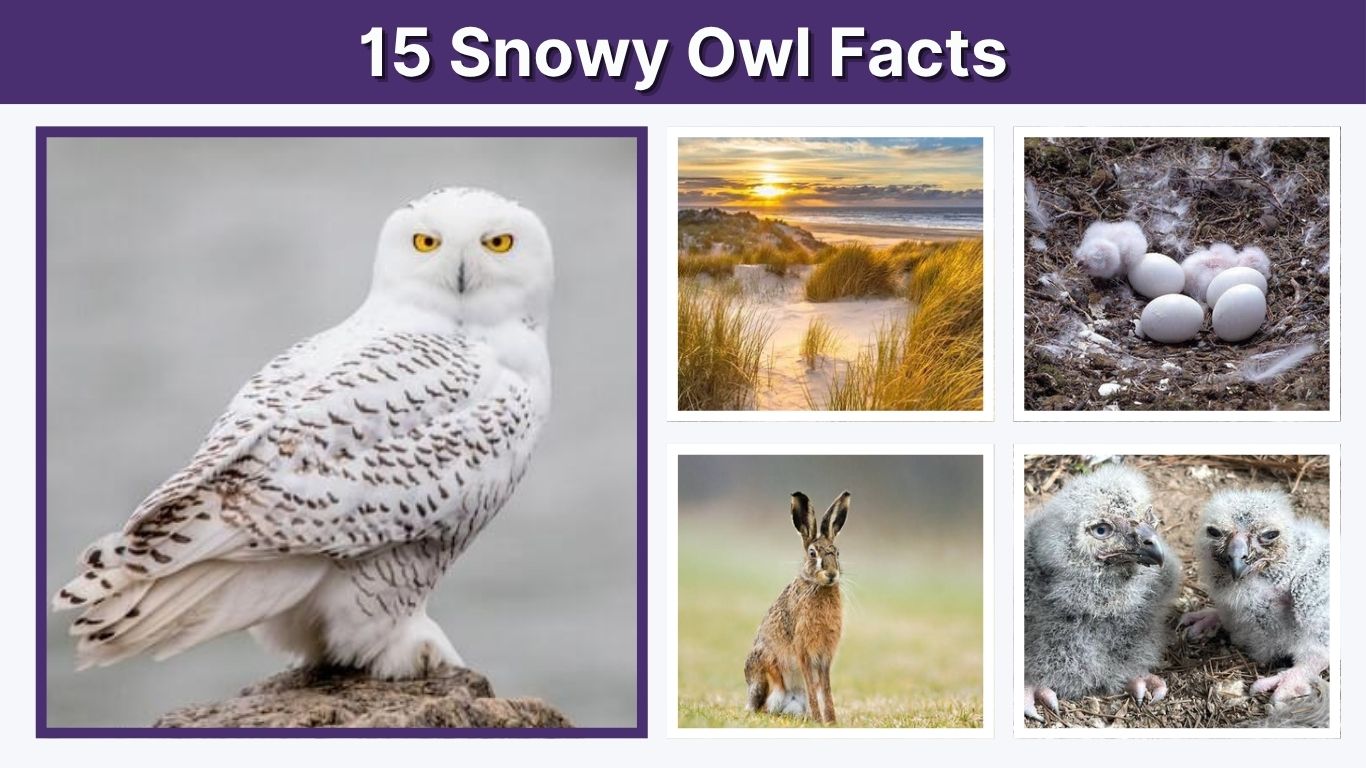 15 Snowy Owl Facts: Diet, Habitat, Size & Arctic Life