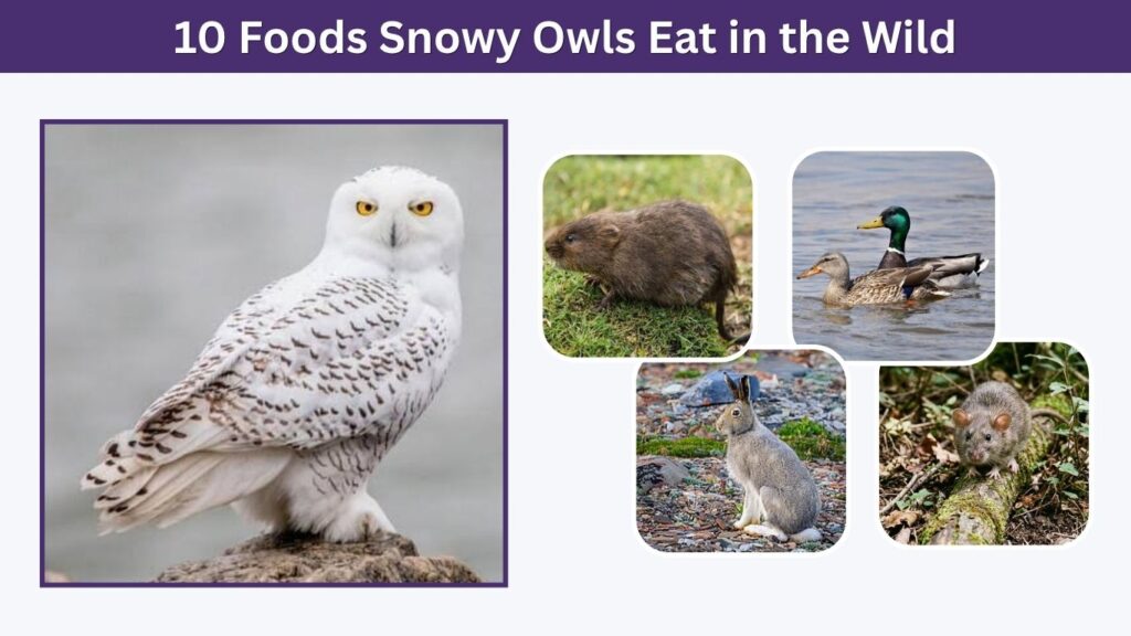 10 Foods Snowy Owls Eat in the Wild