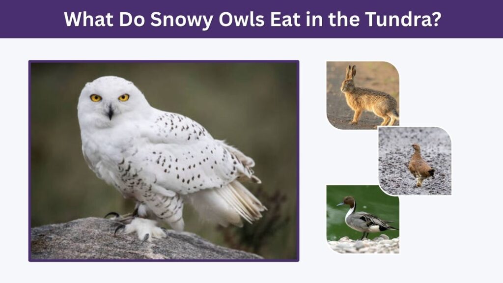 What Do Snowy Owls Eat in the Tundra?