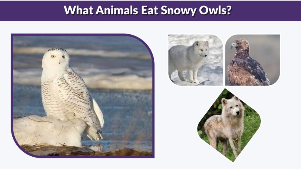 What Animals Eat Snowy Owls?