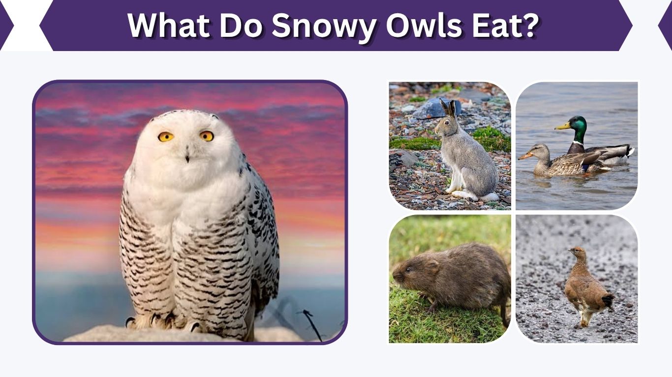 What Do Snowy Owls Eat? 10 Foods and Hunting Habits
