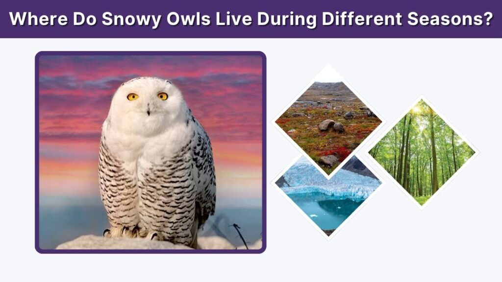 Where Do Snowy Owls Live During Different Seasons?