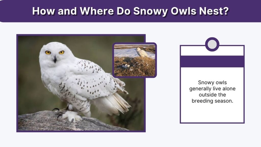 How and Where Do Snowy Owls Nest?