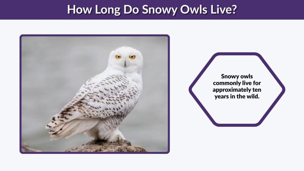 How Long Do Snowy Owls Live?