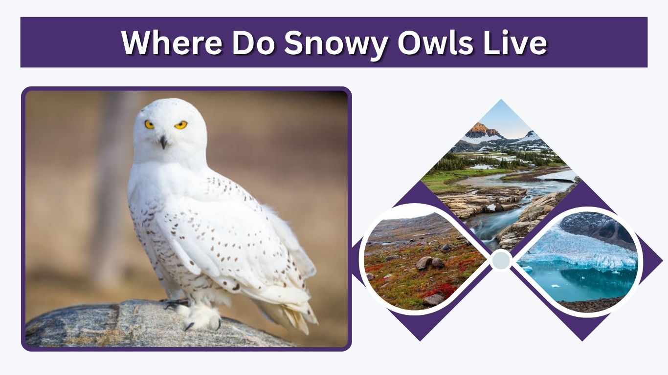 Where Do Snowy Owls Live? Habitat, Range, and Lifespan