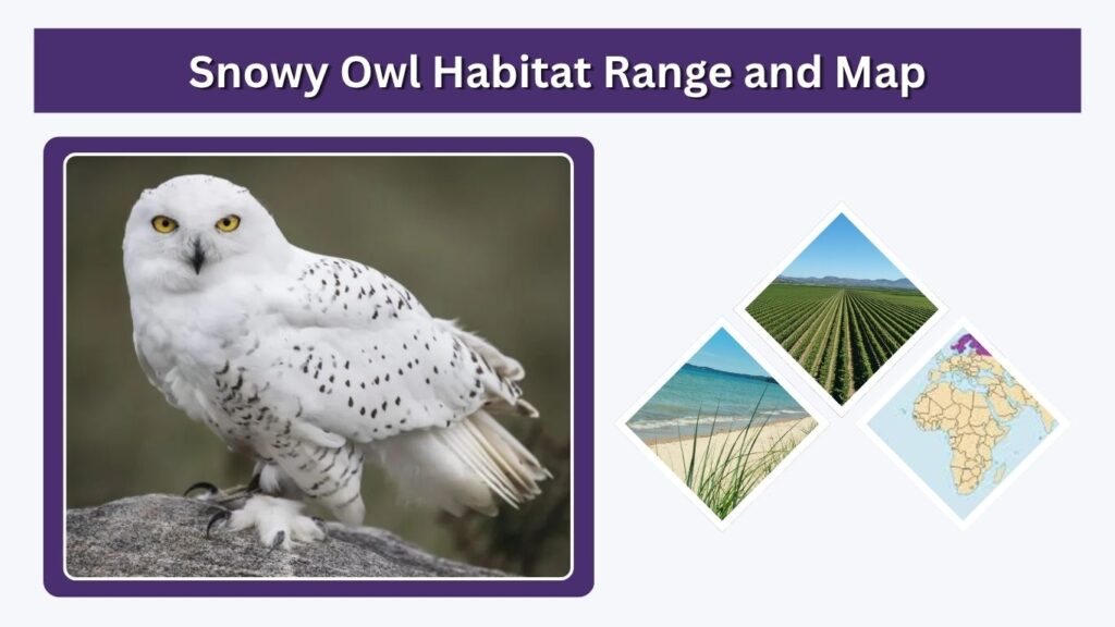 Snowy Owl Habitat Range and Map