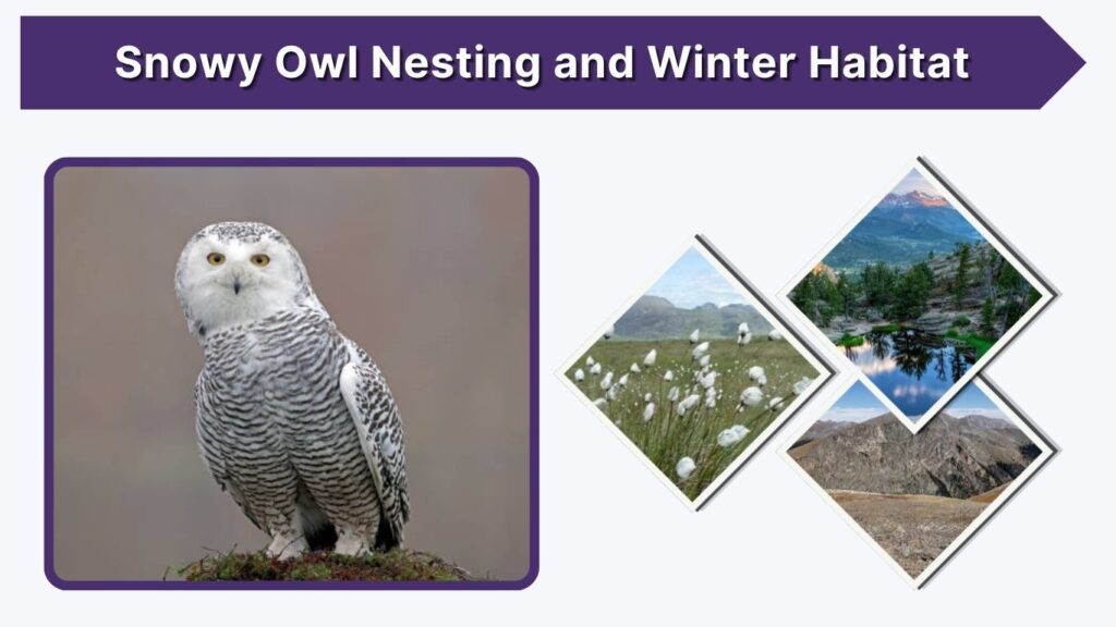 Snowy Owl Nesting and Winter Habitat