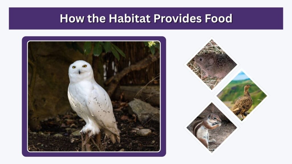 How the Habitat Provides Food