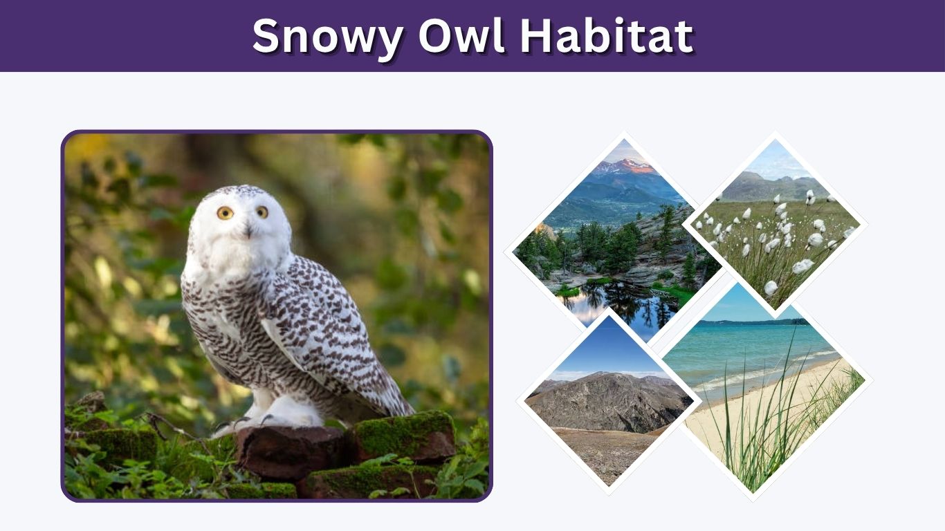 Snowy Owl Habitat: Range, Climate, Nesting and Survival