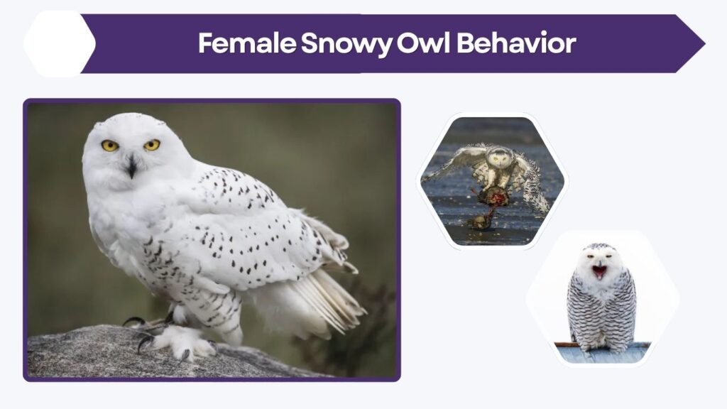 Female Snowy Owl Behavior