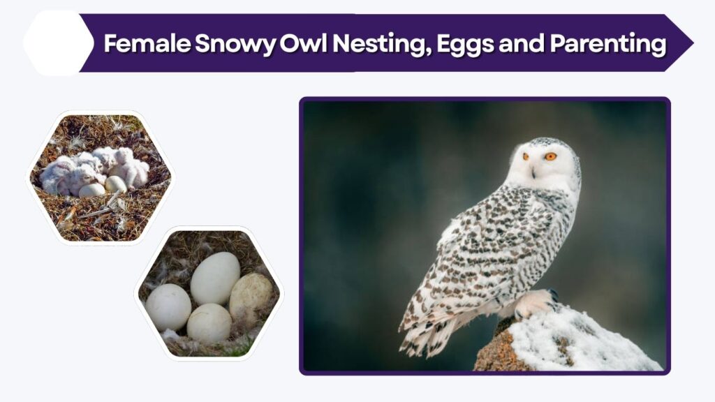 Female Snowy Owl Nesting, Eggs and Parenting