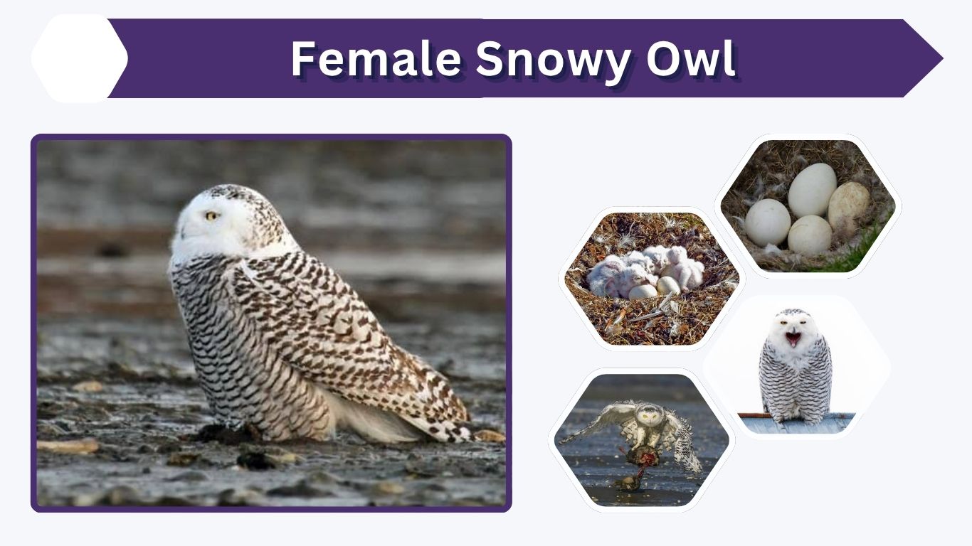Female Snowy Owl: Size, Markings and Male Differences