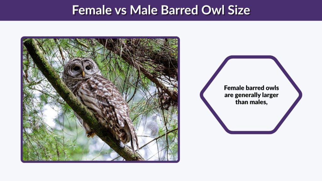 Female barred owls are generally larger than males,