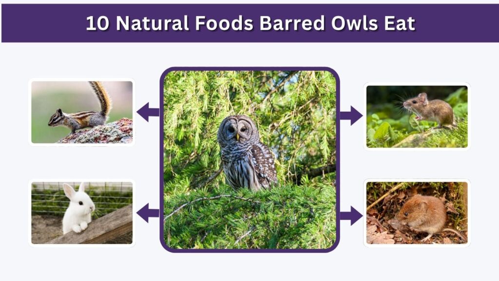 10 Natural Foods Barred Owls Eat