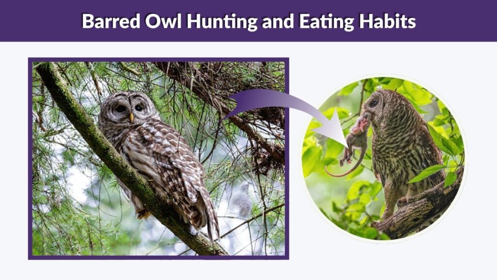 Barred Owl Hunting and Eating Habits