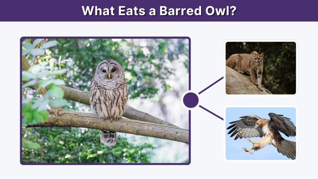 What Eats a Barred Owl?