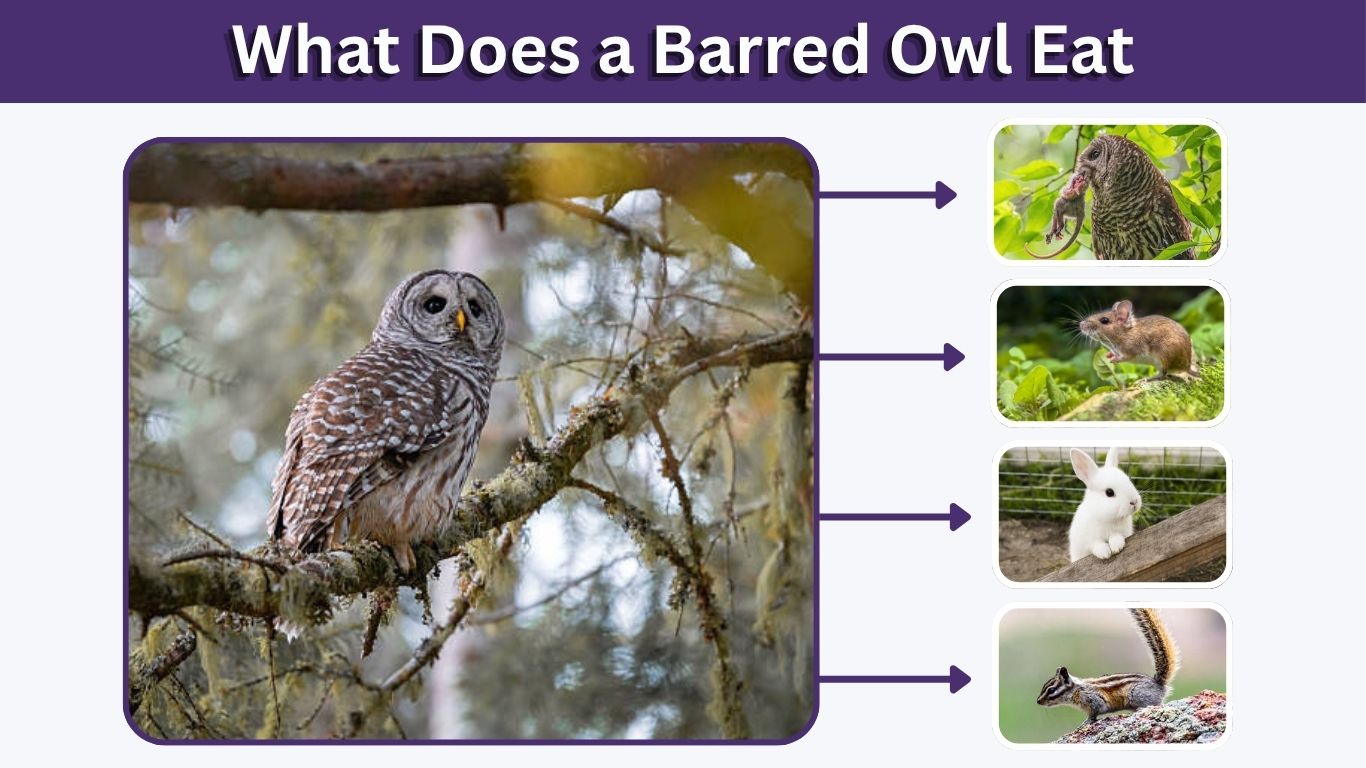 What Does a Barred Owl Eat? 10 Foods in Its Wild Diet