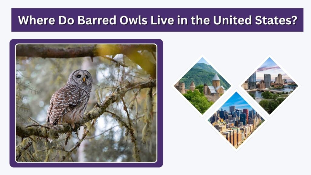 Where Do Barred Owls Live in the United States?