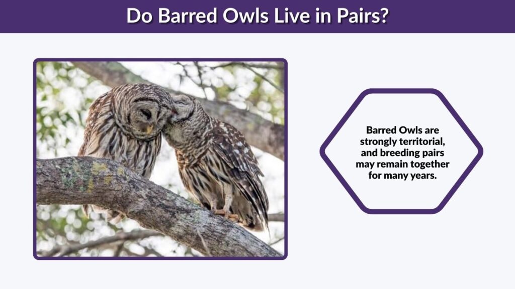 Do Barred Owls Live in Pairs?