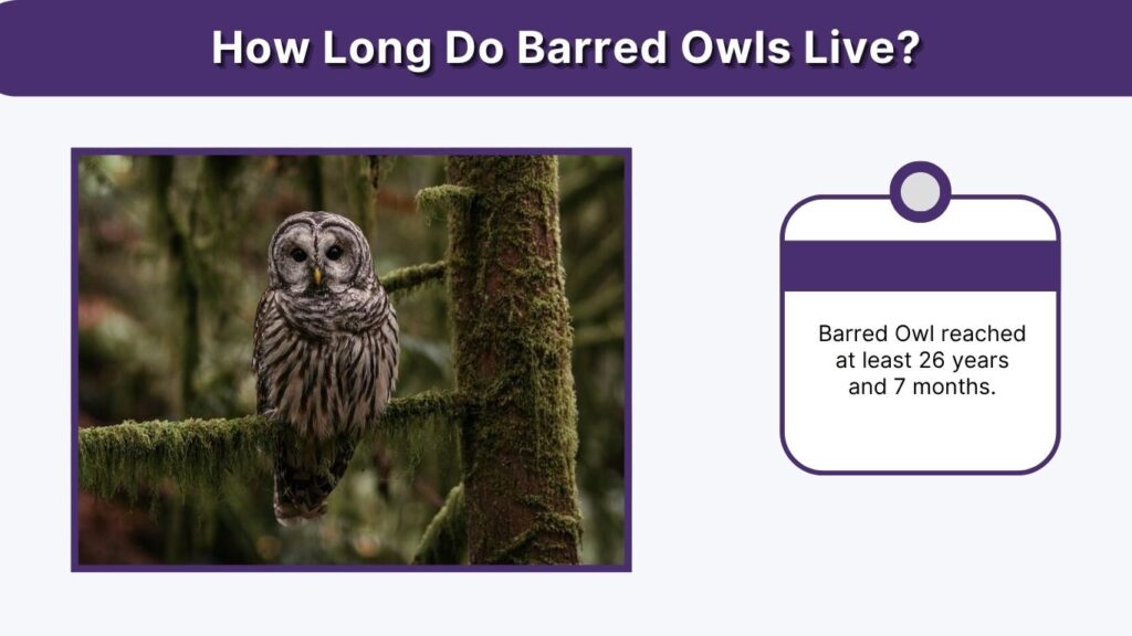 How Long Do Barred Owls Live?
