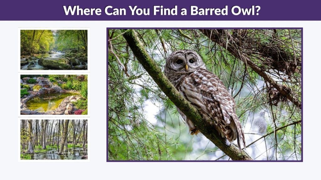 Where Can You Find a Barred Owl?