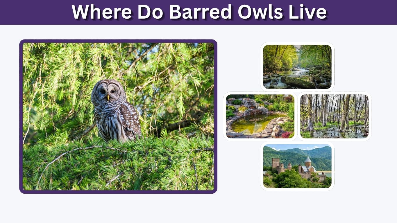 Where Do Barred Owls Live? Habitat, Range & Lifespan