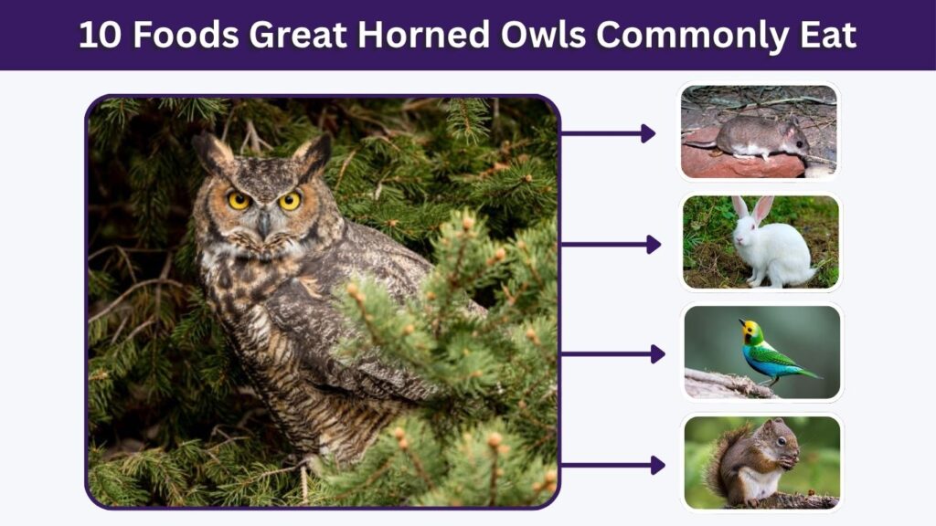 10 Foods Great Horned Owls Commonly Eat