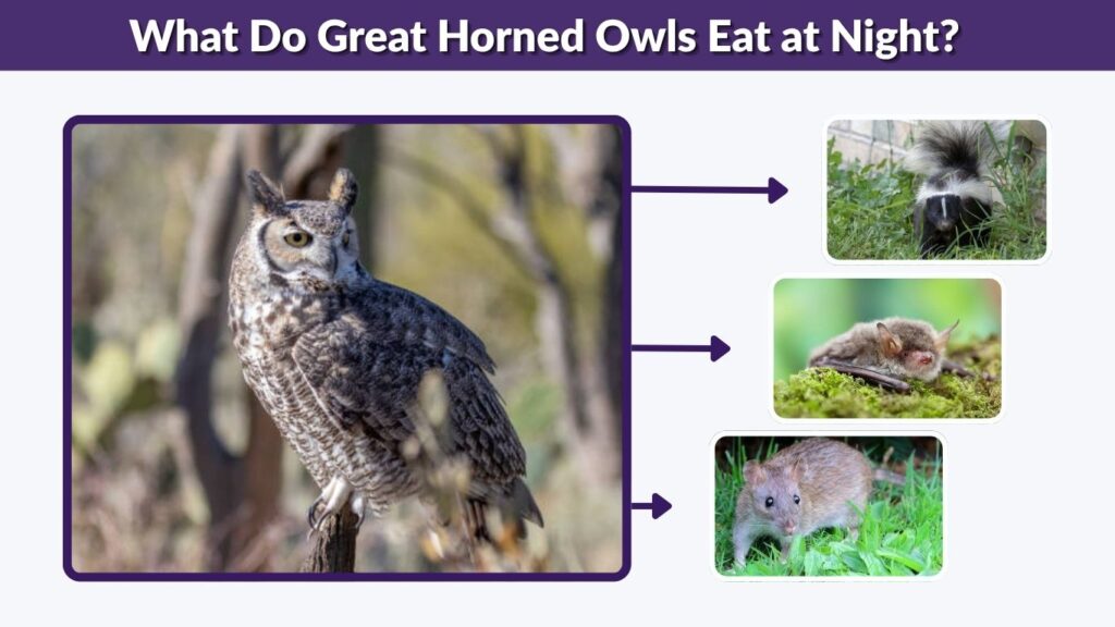 What Do Great Horned Owls Eat at Night?