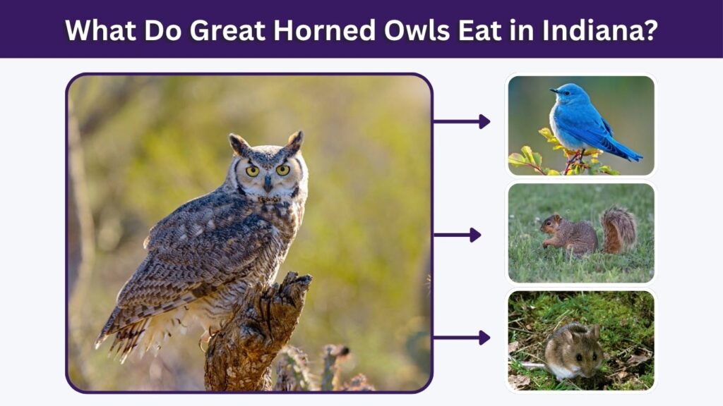 What Do Great Horned Owls Eat in Indiana?
