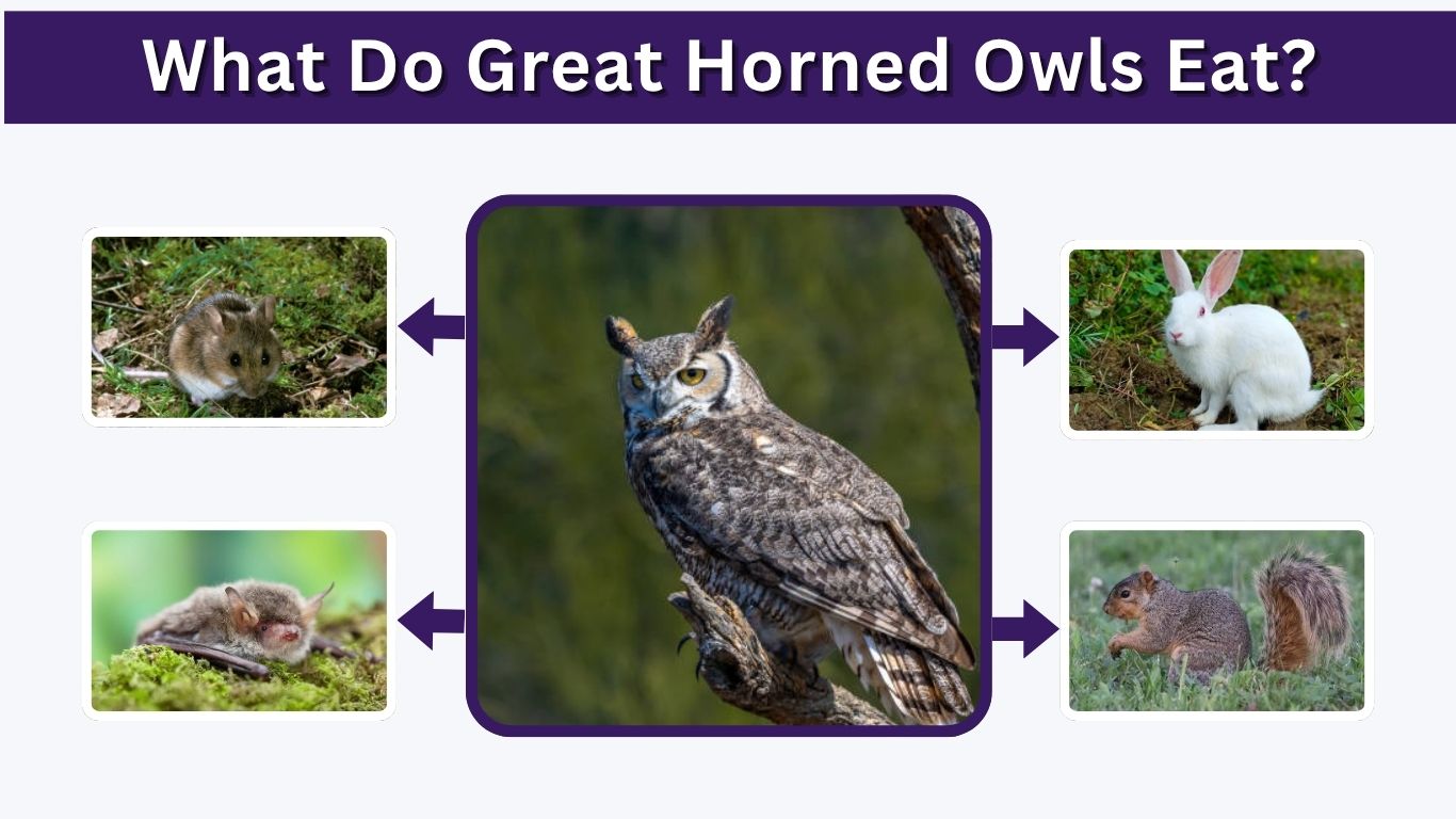 What Do Great Horned Owls Eat? 10 Common Foods