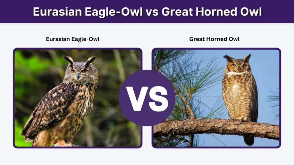 Eurasian Eagle-Owl vs Great Horned Owl
