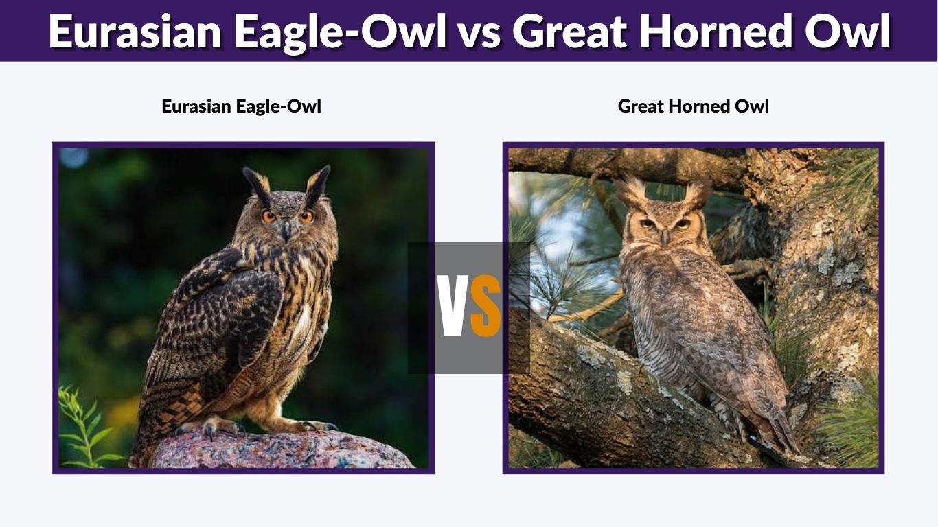 Eurasian Eagle-Owl vs Great Horned Owl: Key Differences