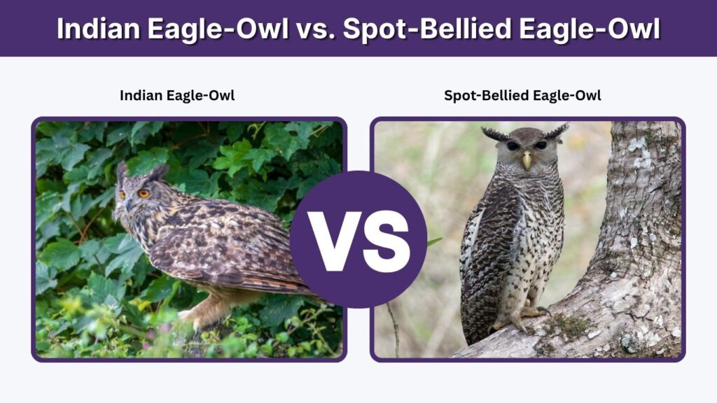 Indian Eagle-Owl vs. Spot-Bellied Eagle-Owl