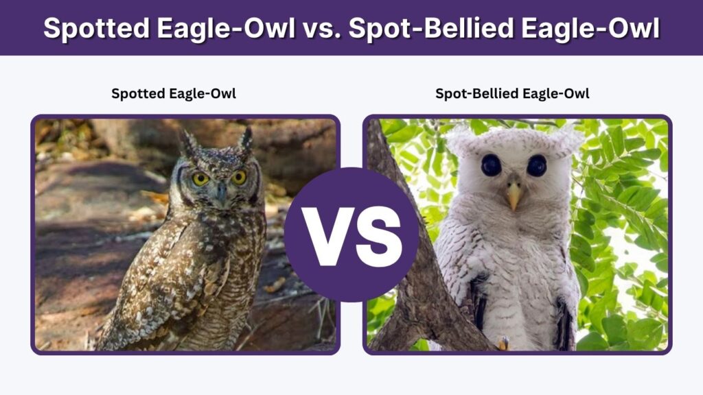 Spotted Eagle-Owl vs. Spot-Bellied Eagle-Owl