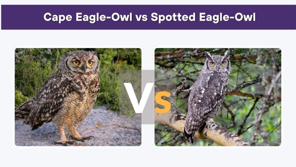 Cape Eagle-Owl vs Spotted Eagle-Owl