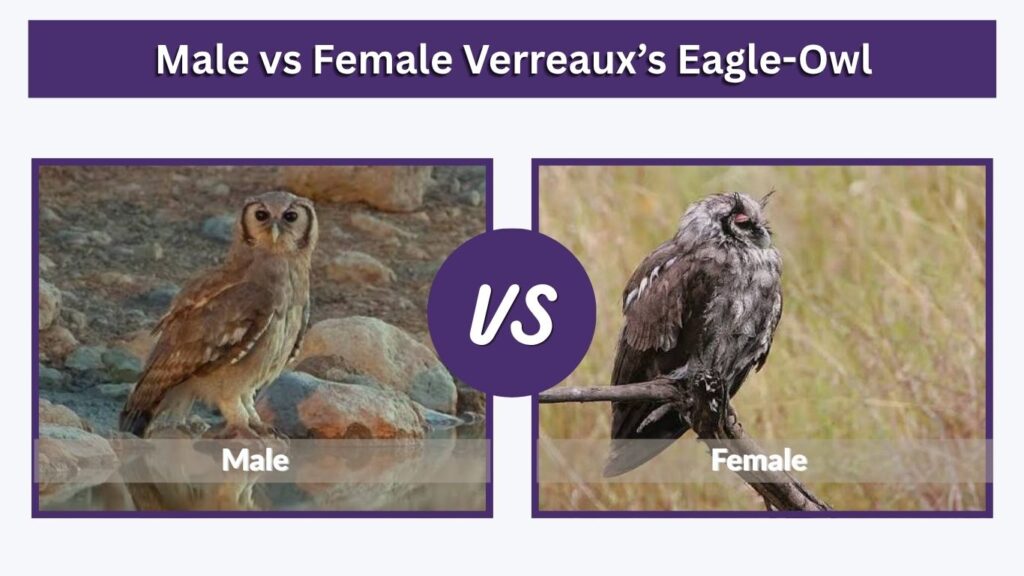 Male vs Female Verreaux’s Eagle-Owl