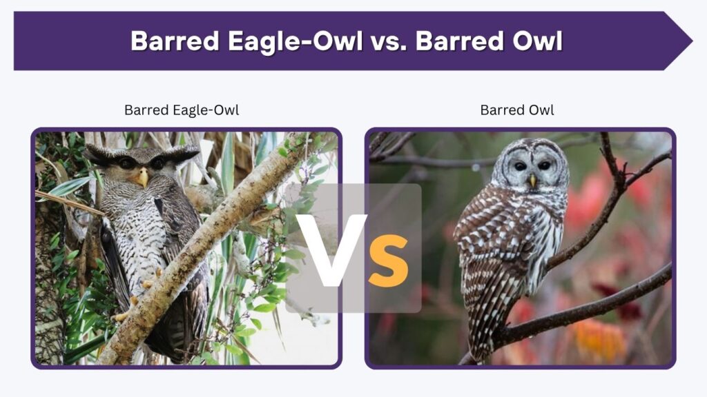 Barred Eagle-Owl vs. Barred Owl