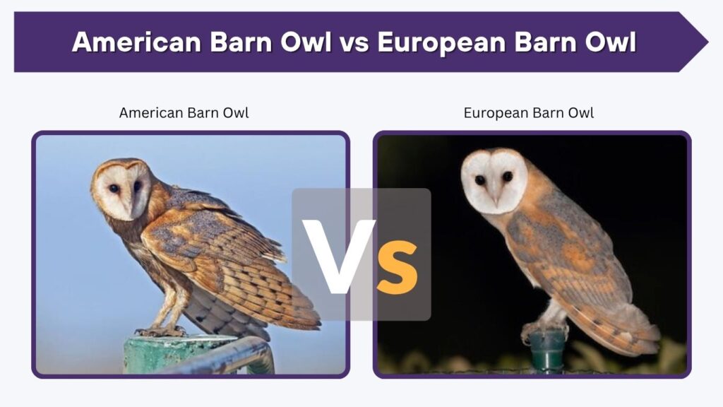 American Barn Owl vs European Barn Owl