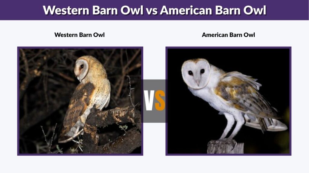 Western Barn Owl vs American Barn Owl