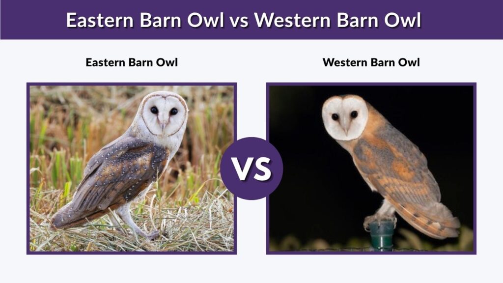 Eastern Barn Owl vs Western Barn Owl