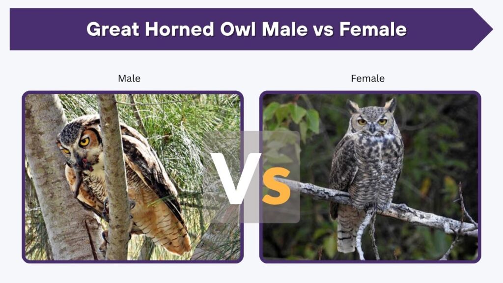 Great Horned Owl Male vs Female