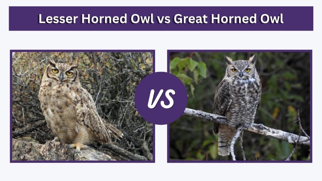 Lesser Horned Owl vs Great Horned Owl