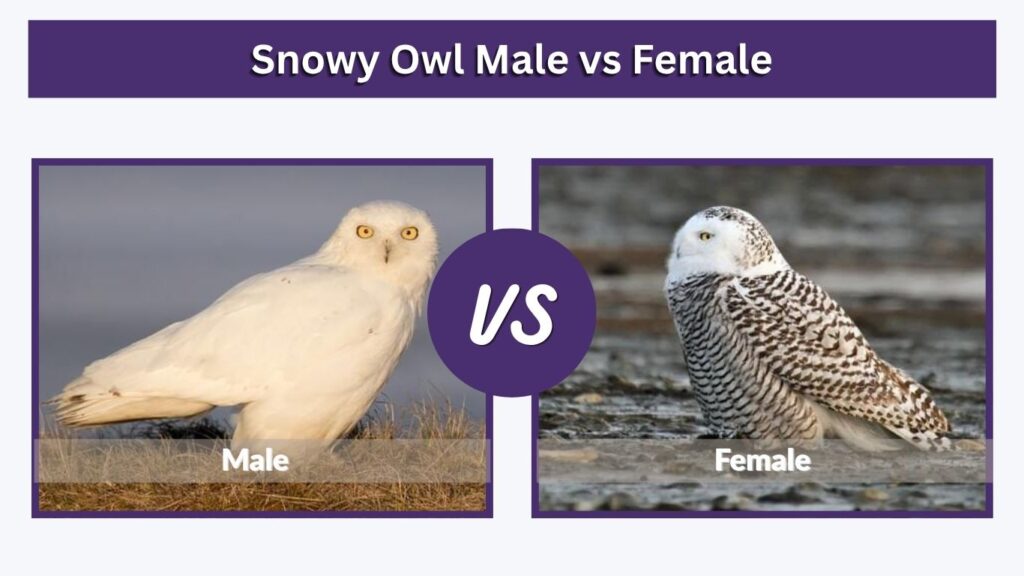 Snowy Owl Male vs Female