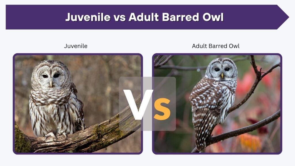 Juvenile vs Adult Barred Owl