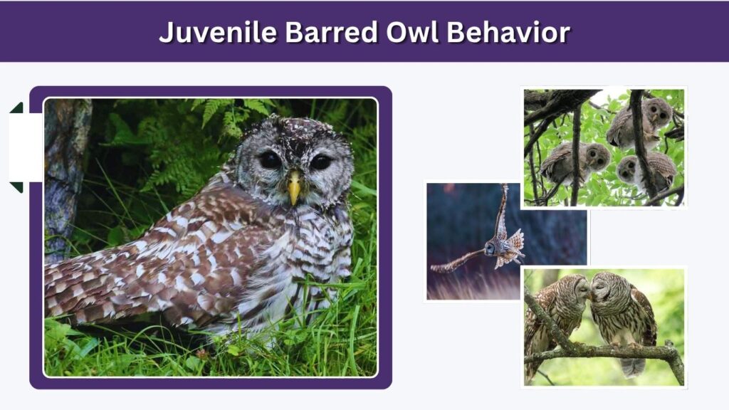 Juvenile Barred Owl Behavior