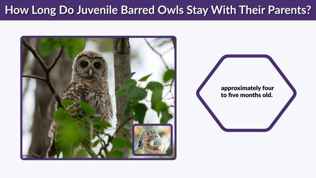 How Long Do Juvenile Barred Owls Stay With Their Parents?
