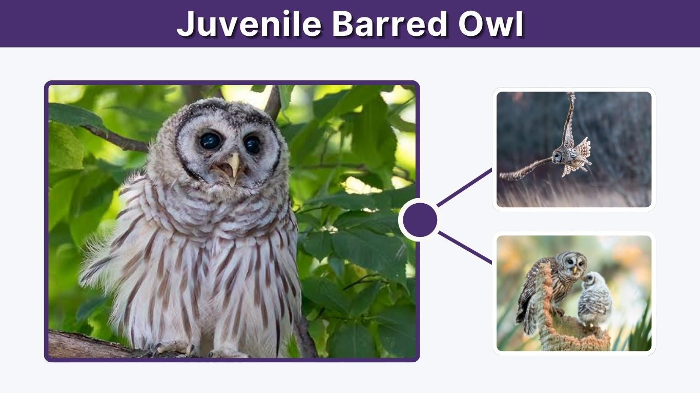 Juvenile Barred Owl: Identification, Calls & Behavior